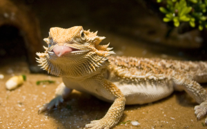 bearded dragon