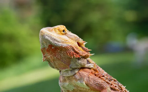 bearded dragon