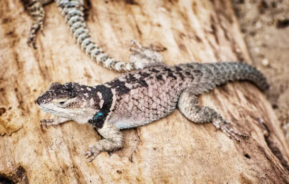 blue spiny lizard