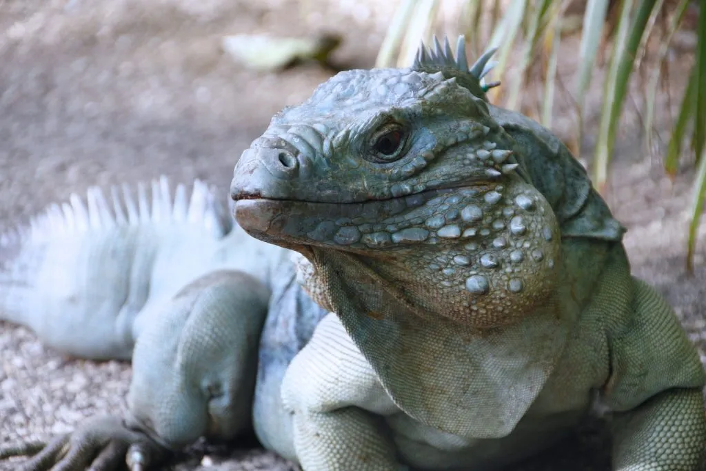 Blue Iguana