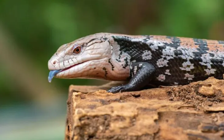 blue tongue skink