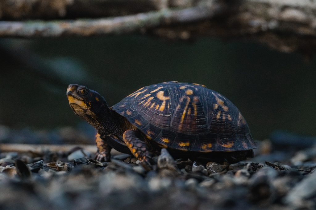 box turtle