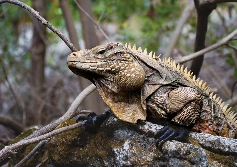 Cayman Brac Iguanas