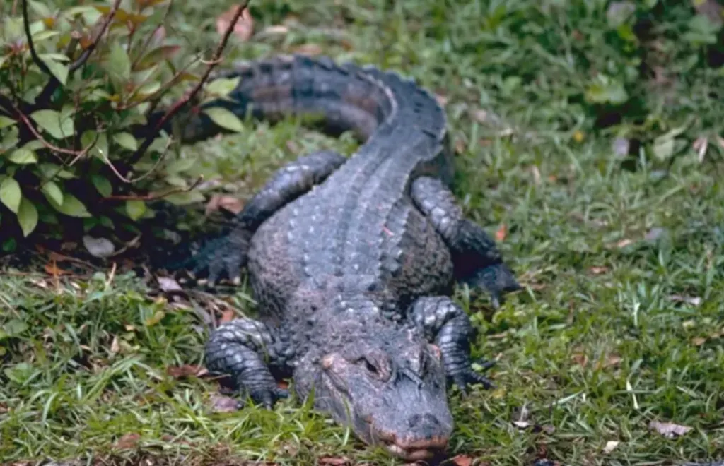 chinese alligator