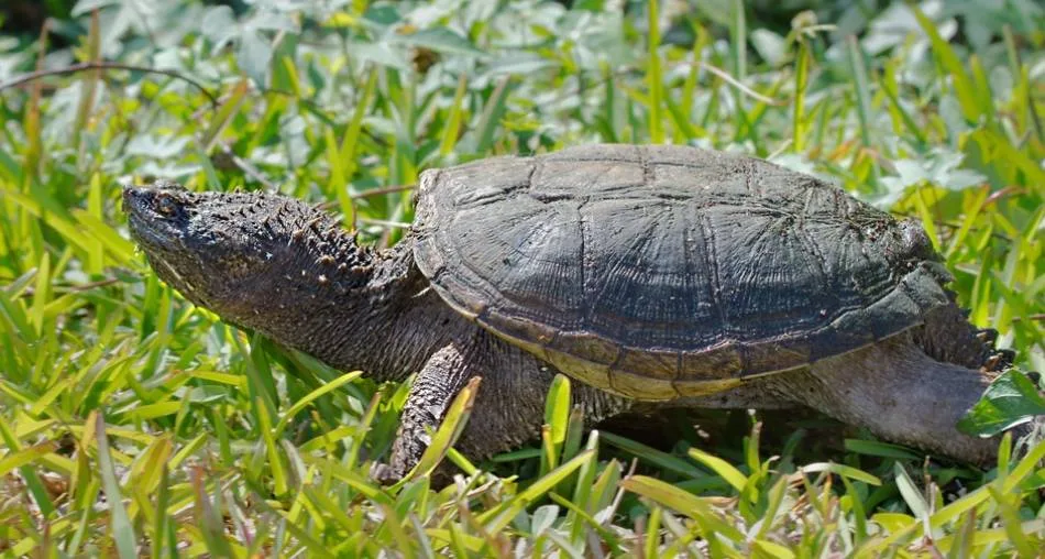 common snapping turtle