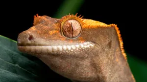 crested gecko profile