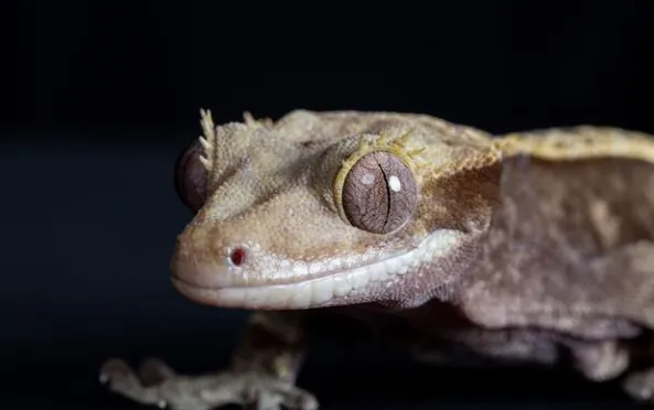 crested gecko profile