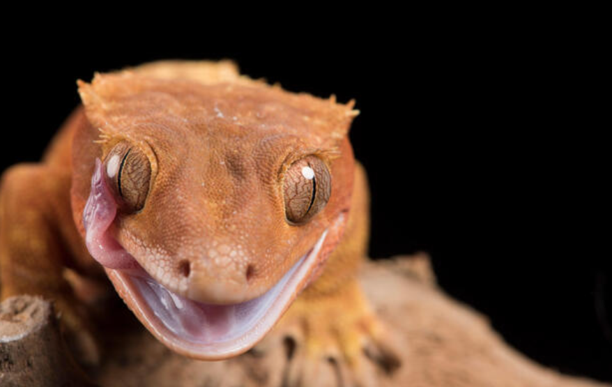 crested gecko profile