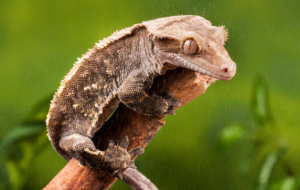 crested gecko profile