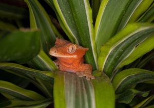 crested gecko profile