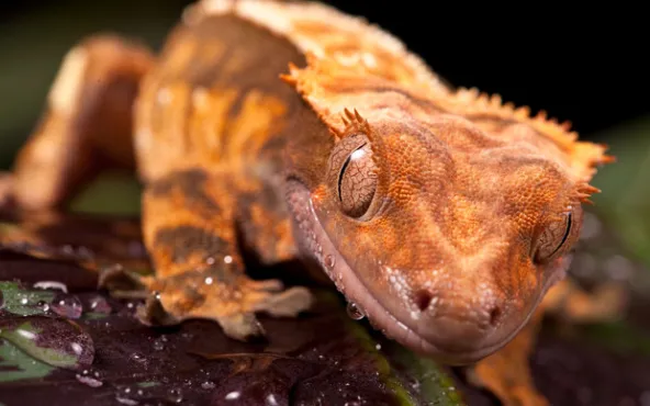 crested gecko