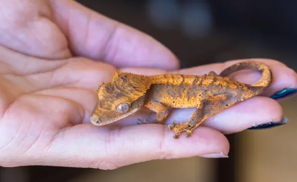 crested gecko