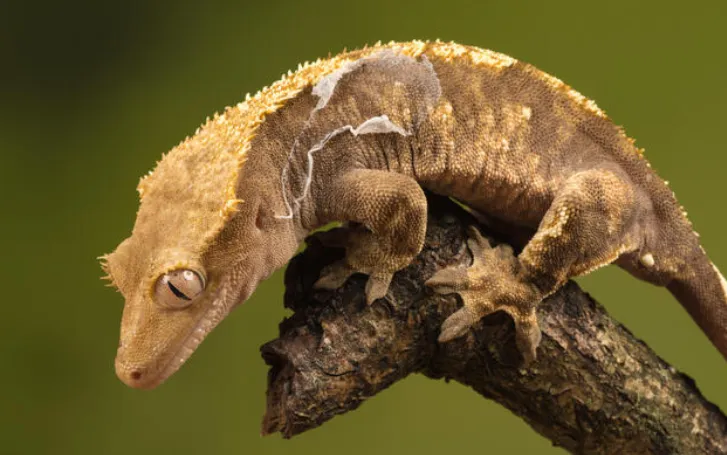 crested gecko questions and answers