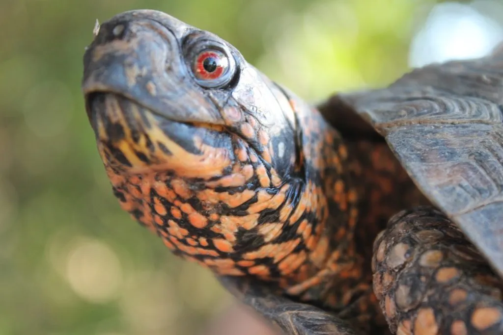 box turtle