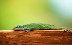 green anole