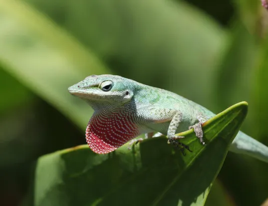 green anole