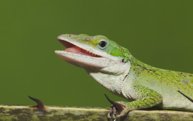 green anole profile