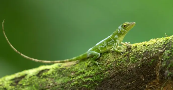 green anole questions and answers