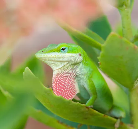 green anole