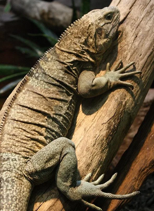 Jamaican Iguana