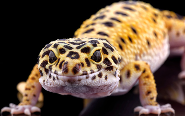 leopard gecko profile