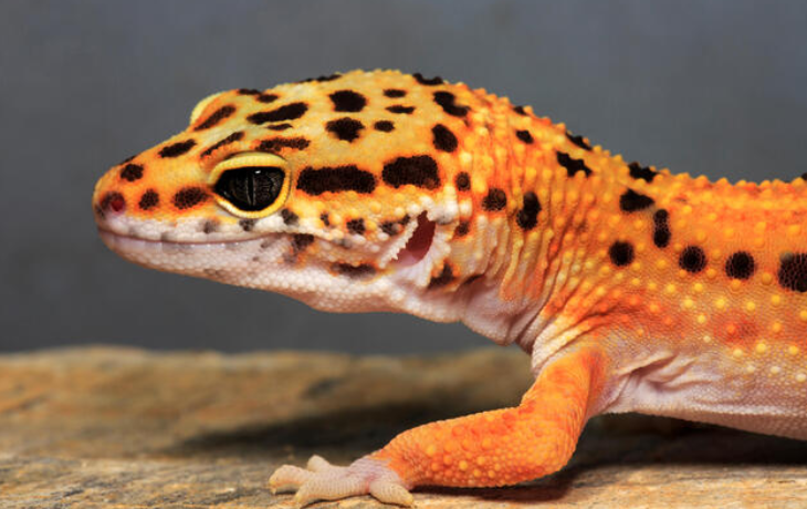 leopard gecko profile