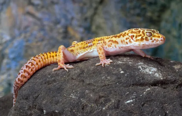 leopard gecko habitat