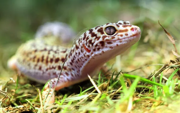 leopard gecko diet