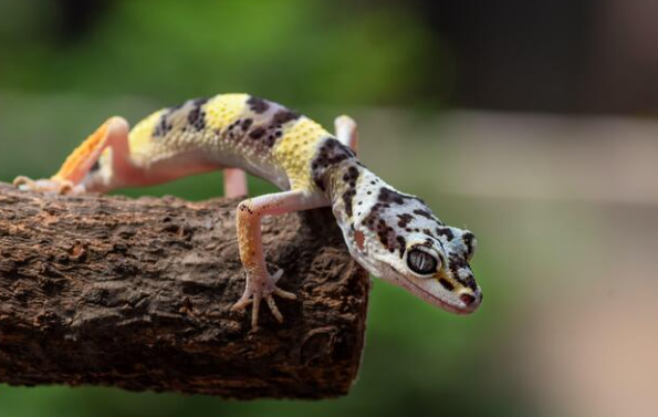 leopard gecko