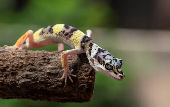 Leopard Gecko Profile - Reptile Craze