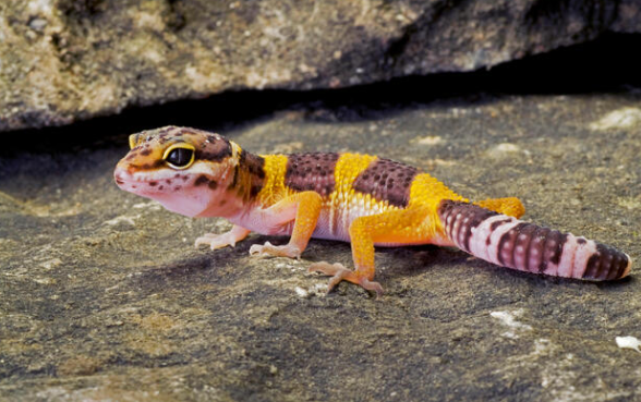 leopard gecko profile