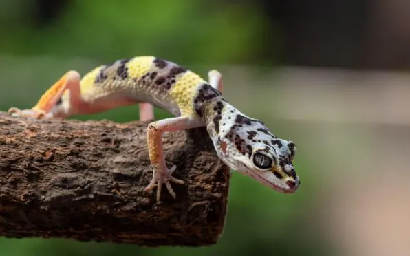 leopard gecko questions and answers