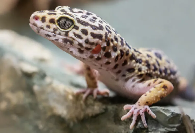 leopard gecko