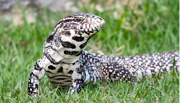 argentine black and white tegu