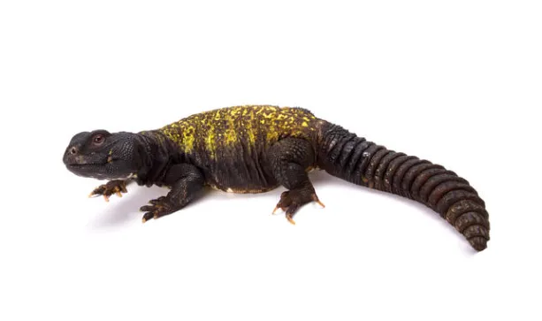 mali uromastyx