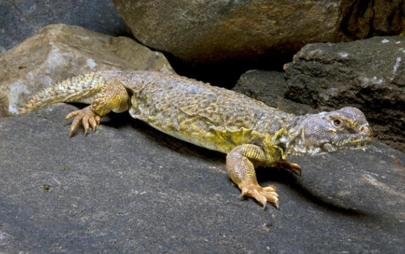 mali uromastyx