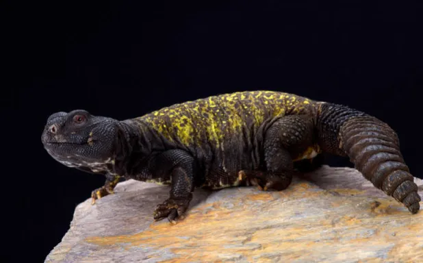 mali uromastyx q&a