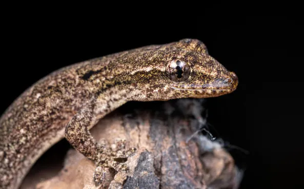 mourning gecko