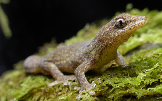 Mourning Gecko