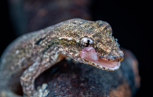 mourning gecko profile