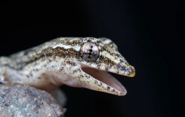 mourning gecko