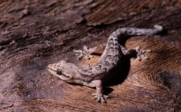 mourning gecko questions and answers