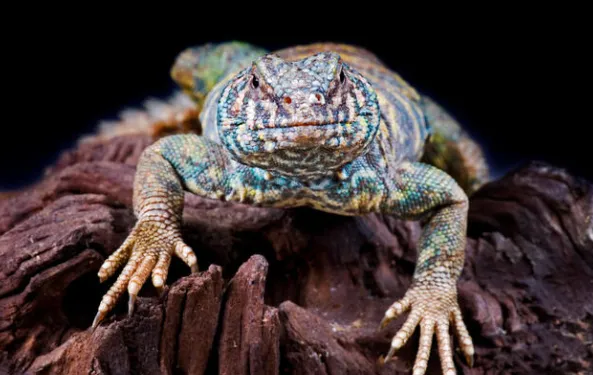 ornate uromastyx profile