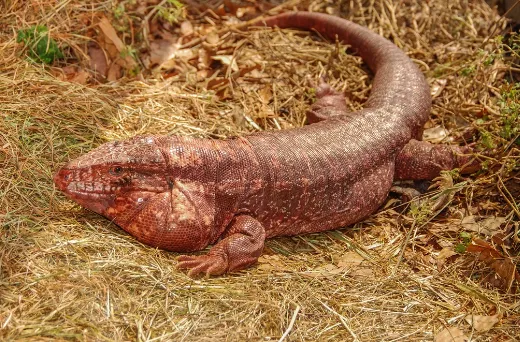 red tegu