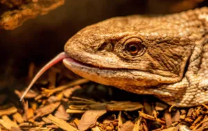 savannah monitor