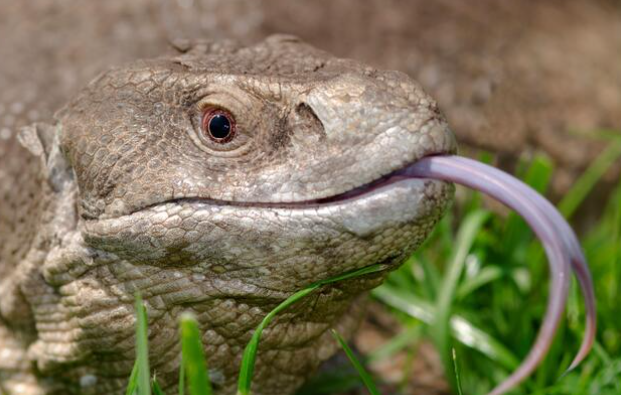 Savannah Monitor