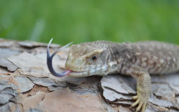 savannah monitor questions and answers