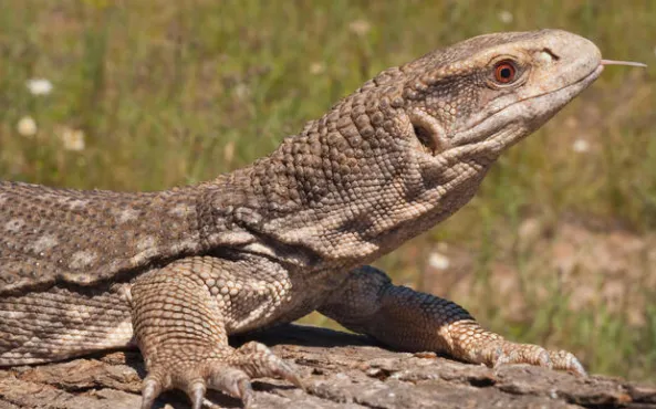 savannah monitor