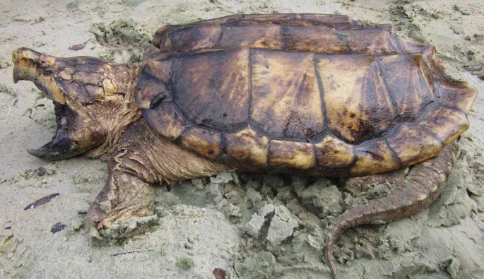 Suwannee Alligator Snapping Turtle