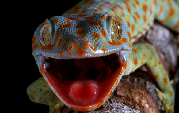 tokay gecko profile